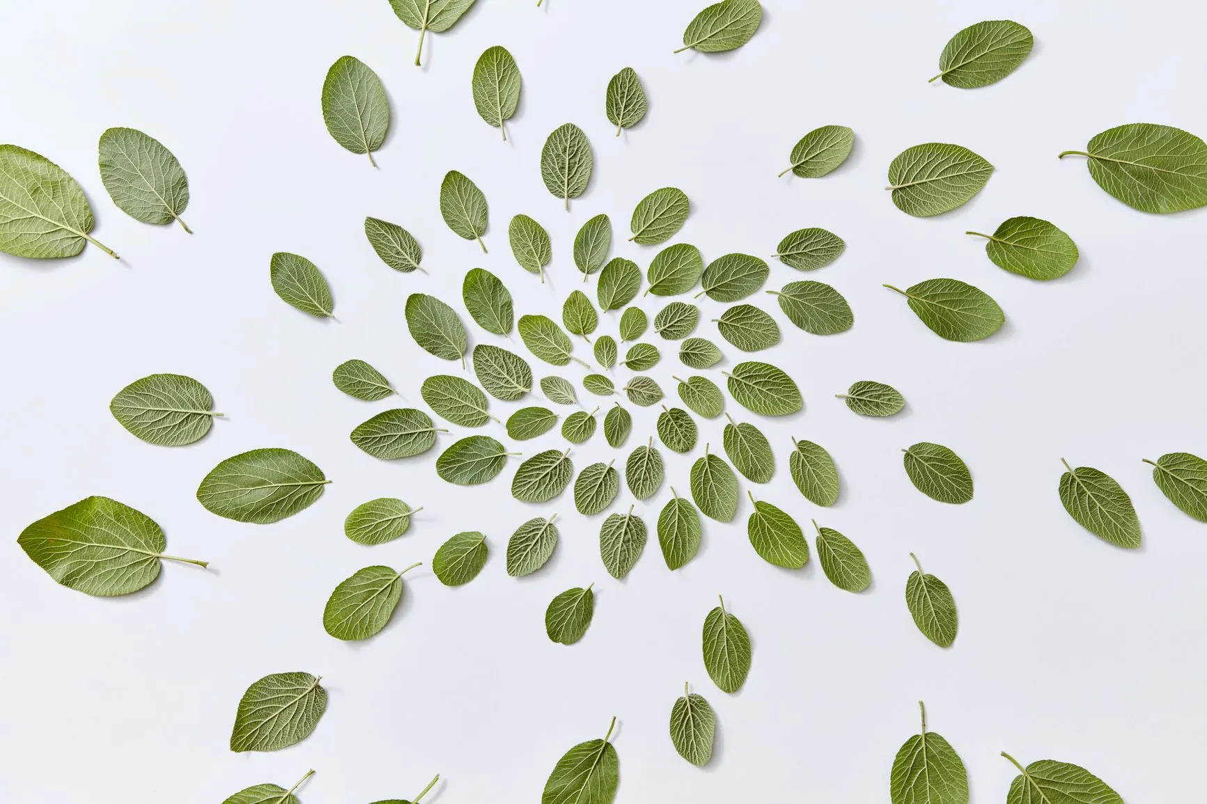 Leaves