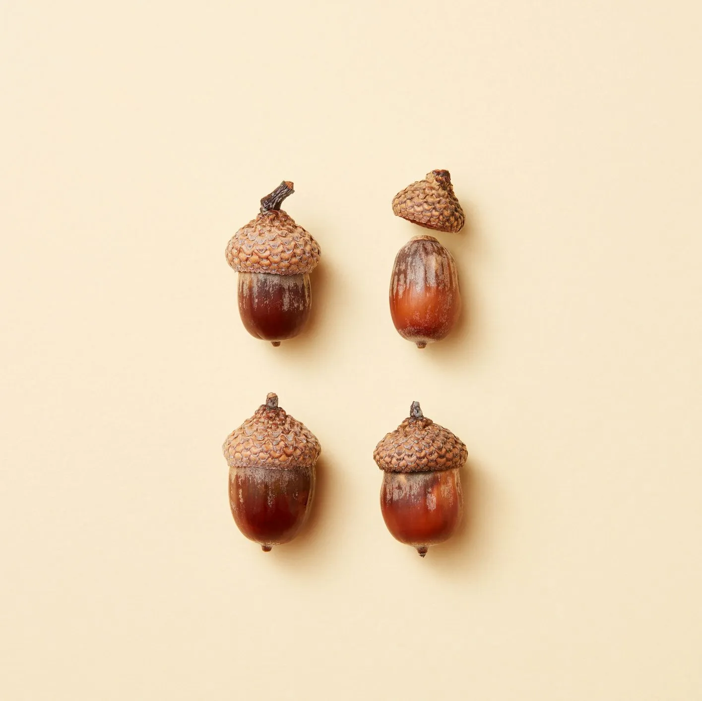 Acorns