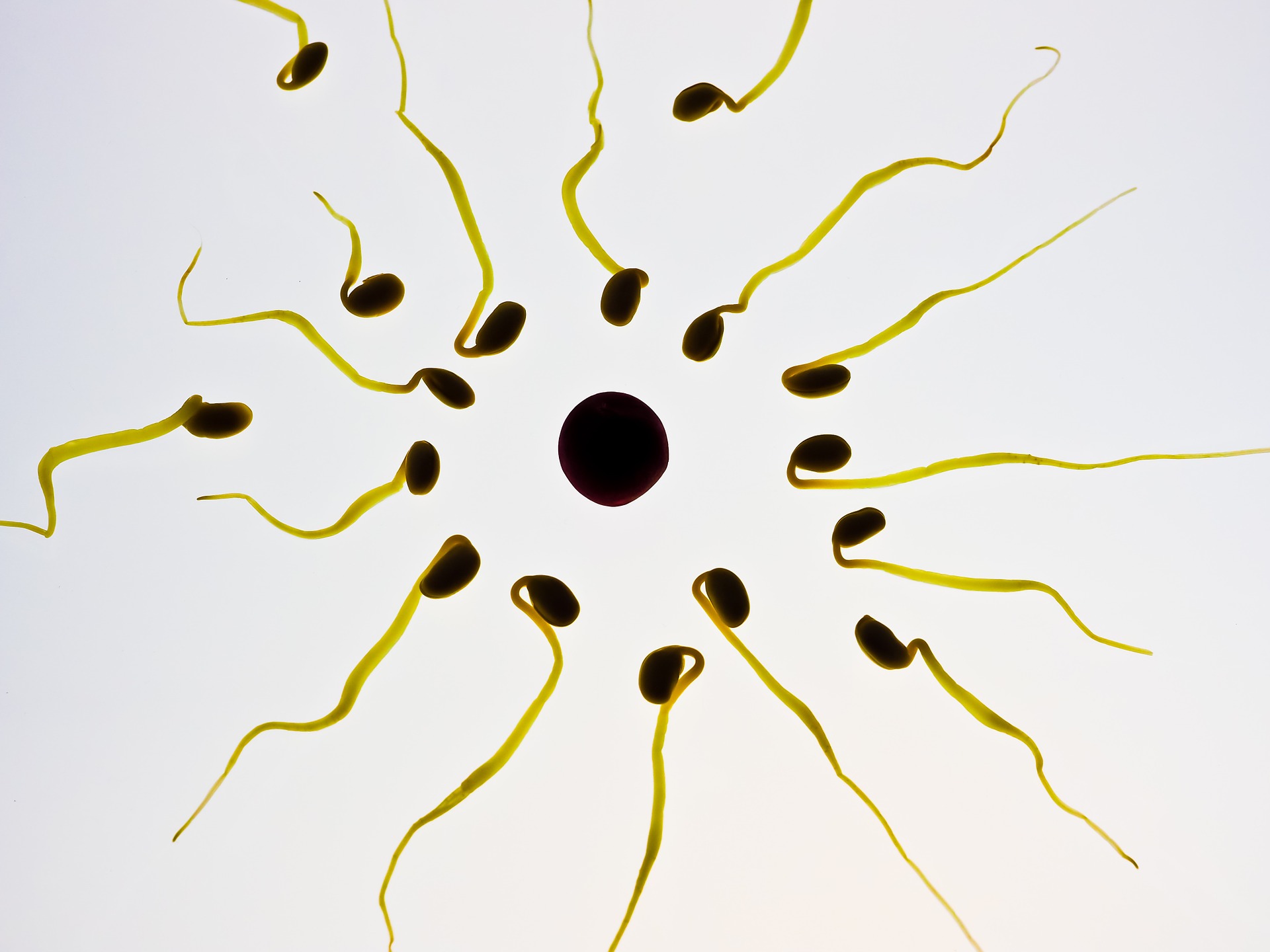 Worldwide: Sperm Counts Down